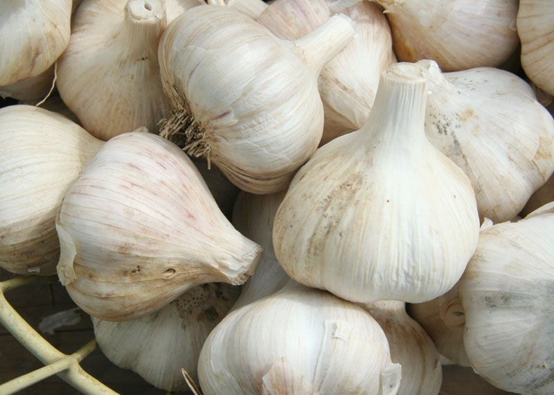 Garlic