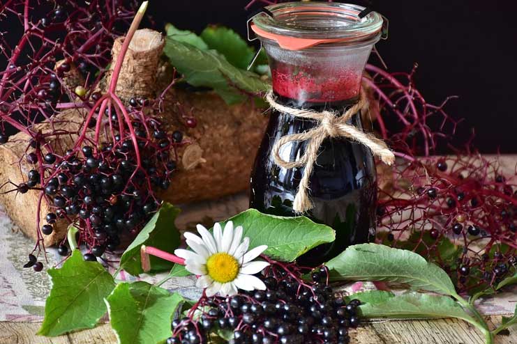 Elderberry for Cold