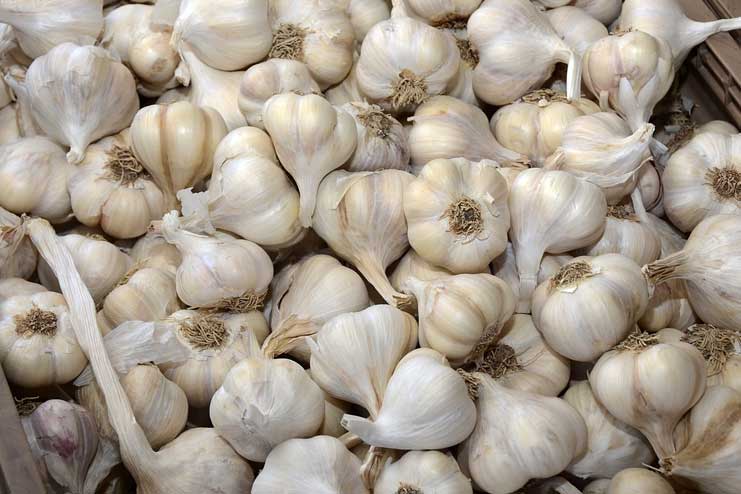 Garlic for Cold