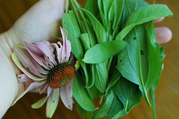 Sage and Echinacea for Sore Throat