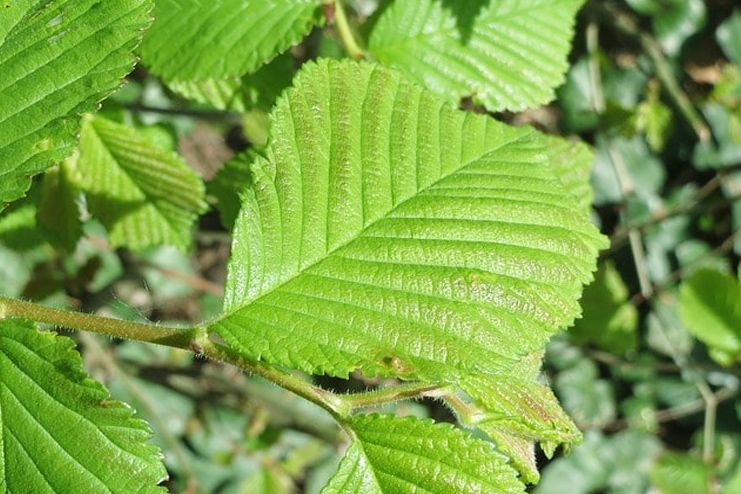 Slippery Elm for Sore Throat