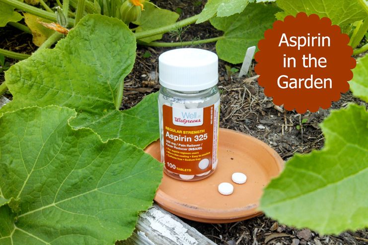Aspirin as garden growth aid