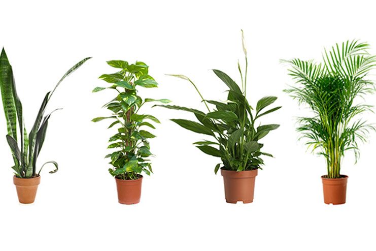 Plants for cleansing indoor air