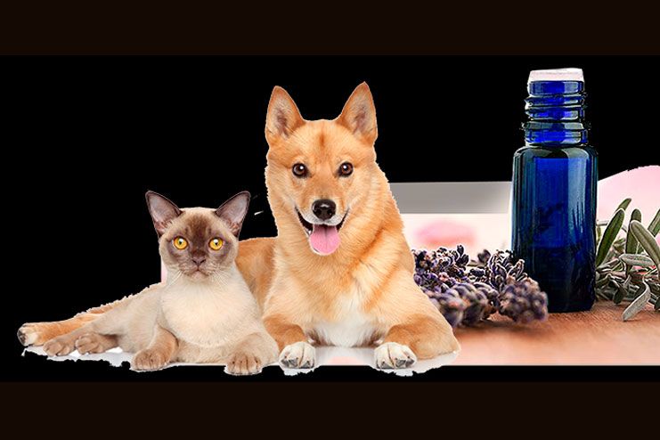 Best essential oils for fleas on pets