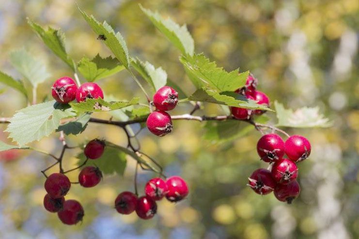 Possible side effects of hawthorn berry