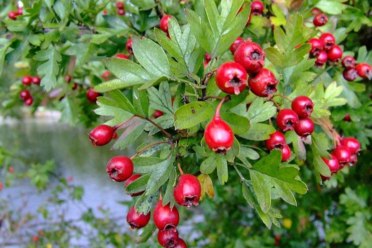 Hawthorn berry selection and usage