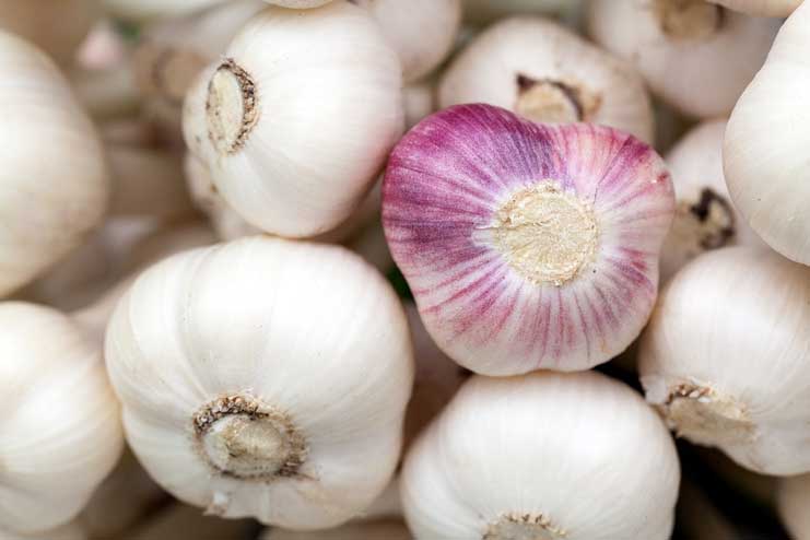 Garlic for Stuffy Nose