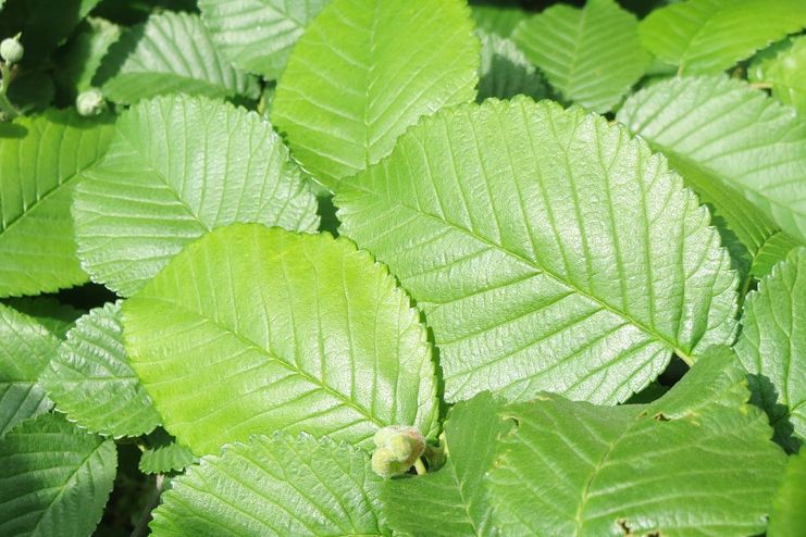 Slippery elm for dry mouth
