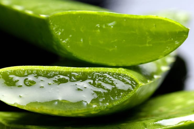 Aloe Vera to Heal