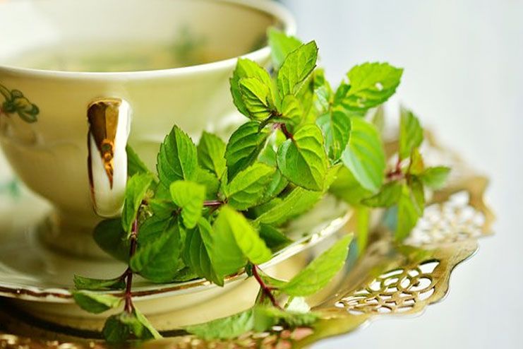 Green tea helps you live longer