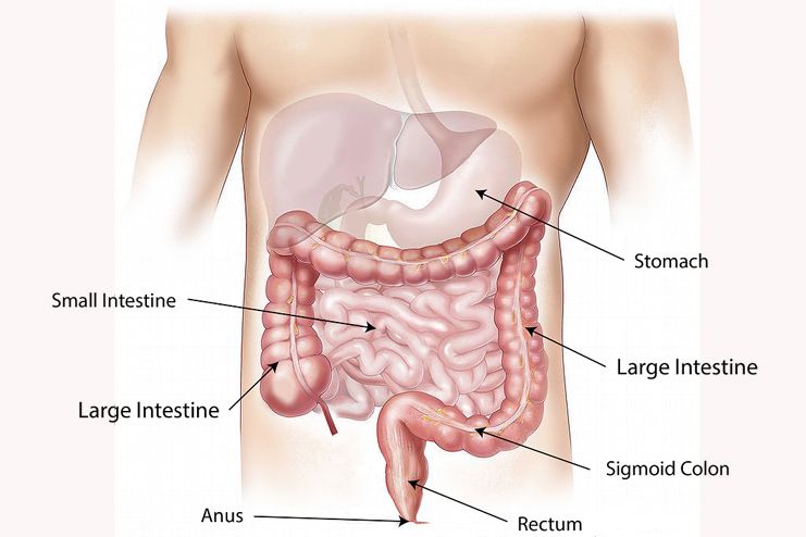 Bloating and Digestion