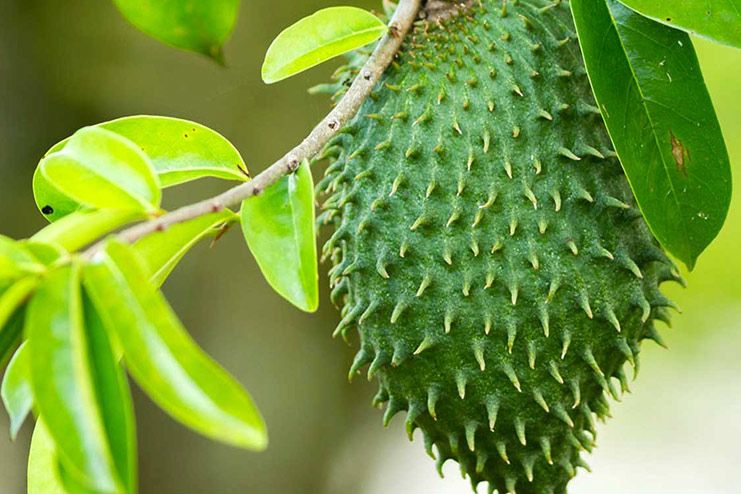What are the benefits of Soursop