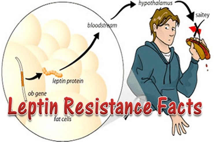 Body becomes leptin resistant