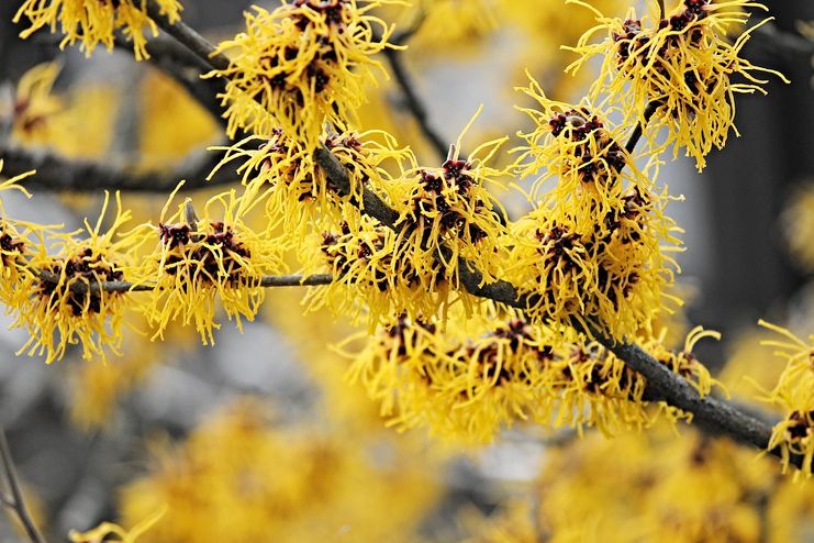 Witch hazel for Sebaceous Cyst