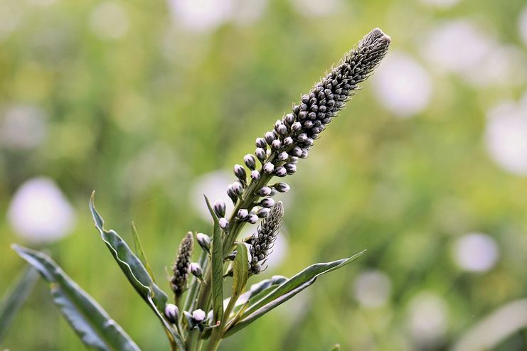 Black Cohosh for Natural Abortion
