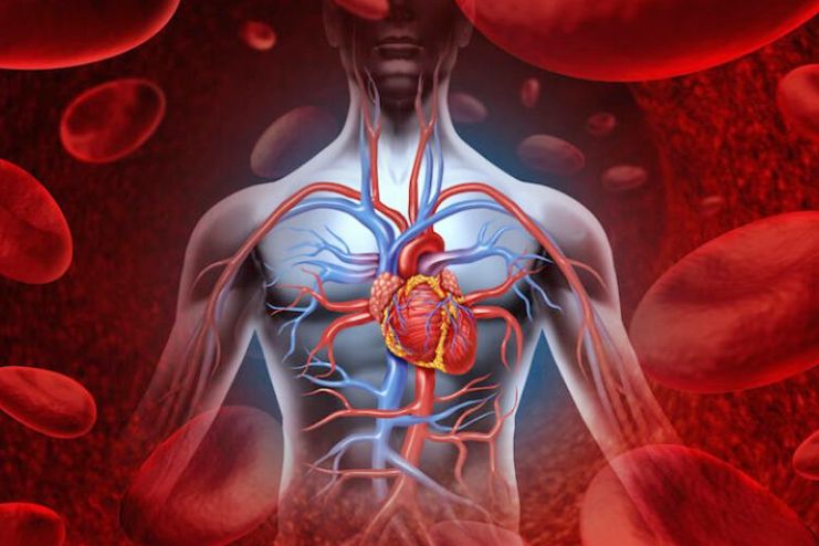 How to improve blood circulation How to improve blood circulation