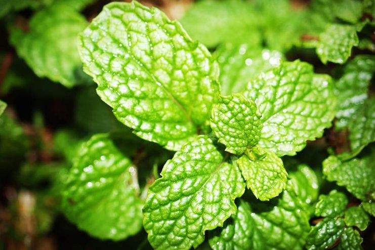 Mint to Suppress Appetite