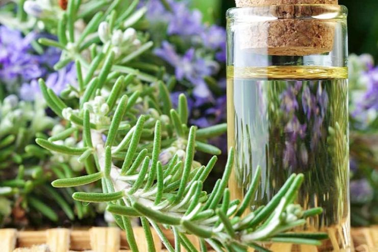 Rosemary Oil Rosemary Oil