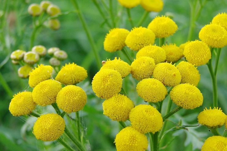 Tansy Herb for Natural Abortion