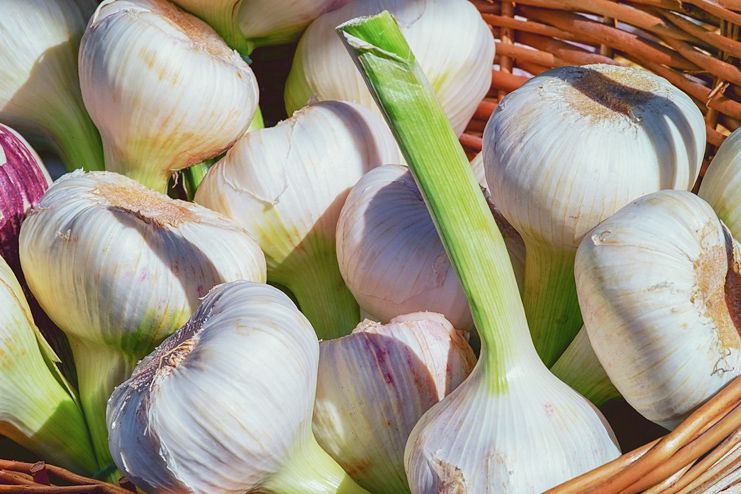 Garlic for UTI