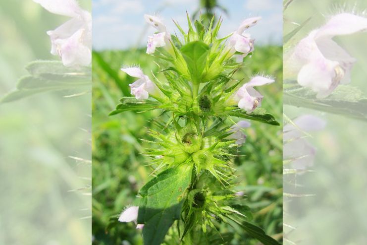 Black horehound for motion sickness