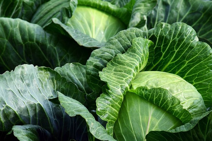 Cabbage for Swollen Feet