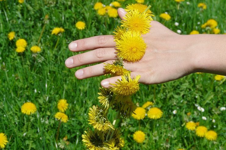 Dandelion health benefits