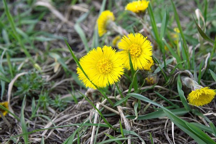 Dandelion root nutrition facts