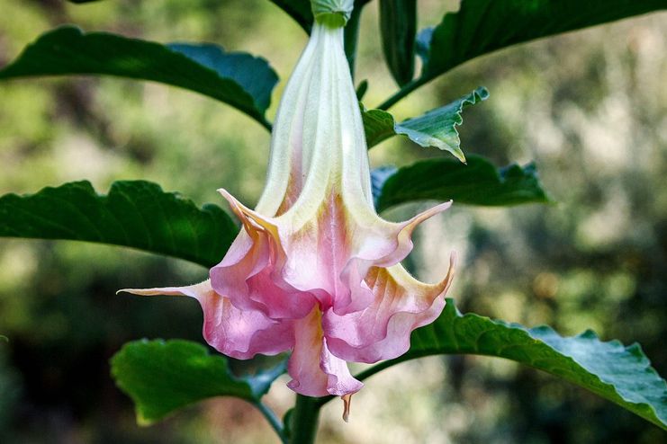 Datura for Malaria Treatment