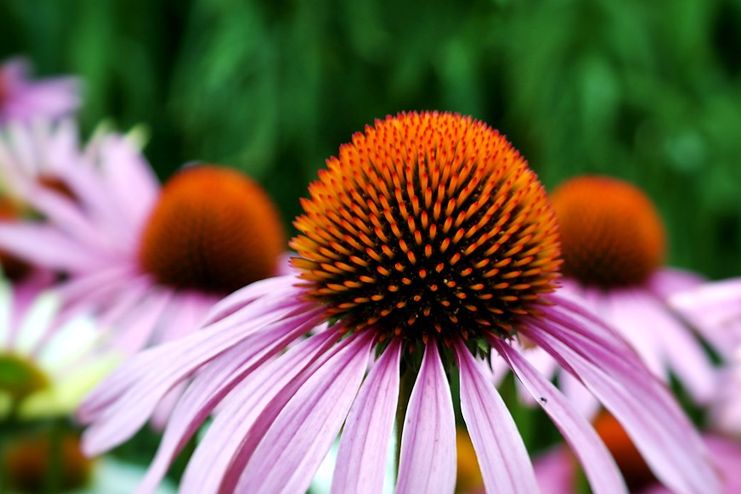 Echinacea to treat Chlamydia