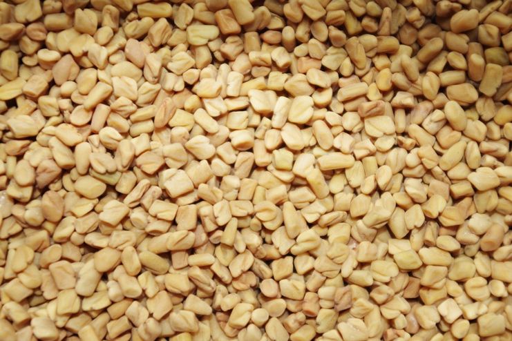 Fenugreek Seeds for Malaria Treatment