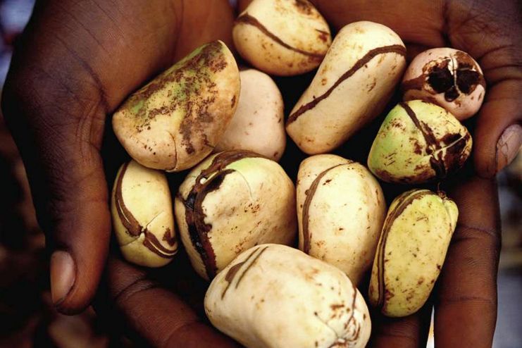 Fever Nut for Malaria Treatment