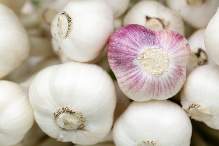 Garlic for Mouth Ulcers