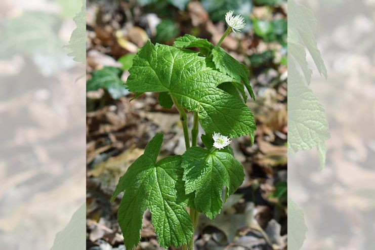 Goldenseal to treat Chlamydia