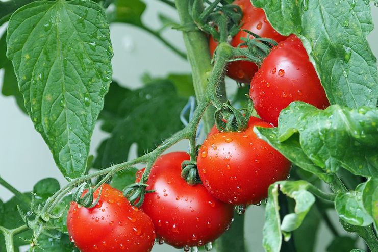 Health Benefits of Tomatoes