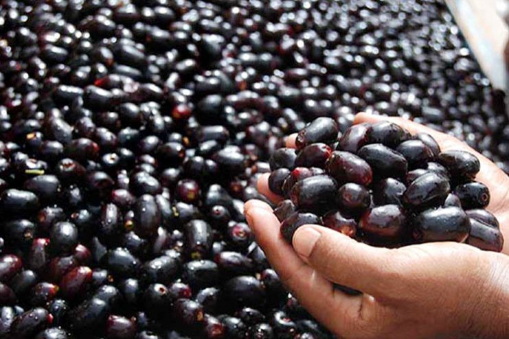 Health benefits of Jamun fruit