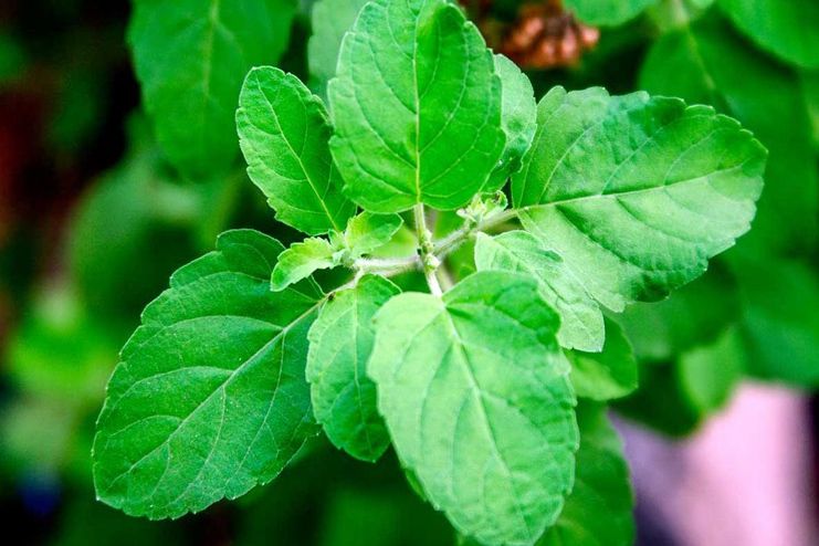 Holy Basil Leaves for Malaria Treatment