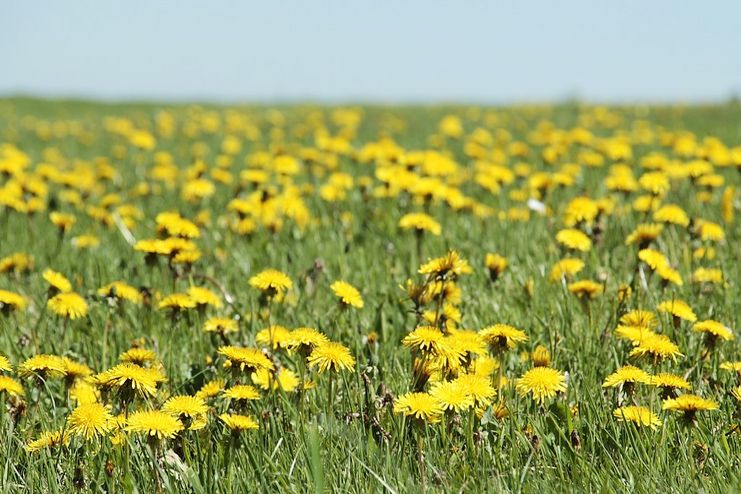 How to eat Dandelion