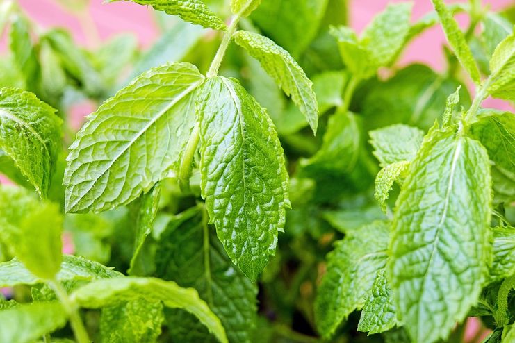 Mint leaves for motion sickness