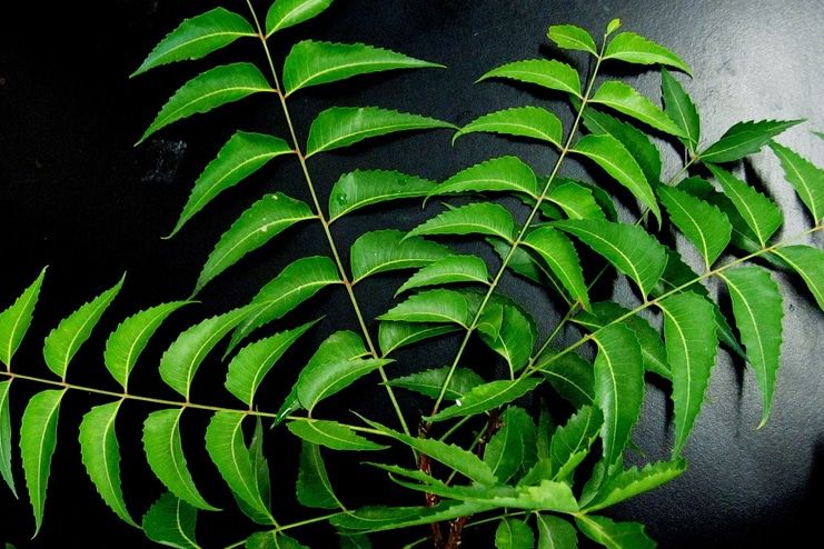 Neem Leaves for Skin Rashes