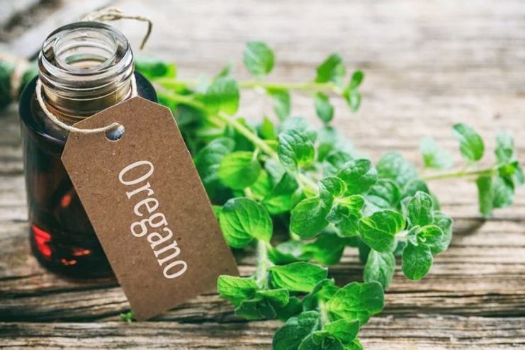 Oregano Oil to treat Chlamydia