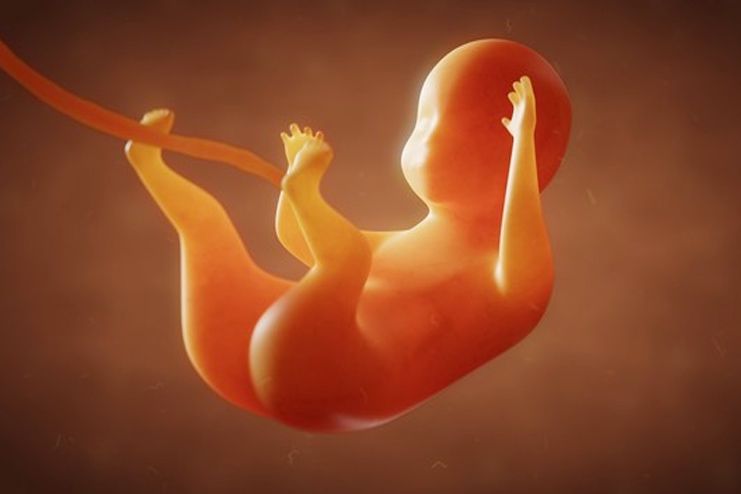 Overall fetal growth and development
