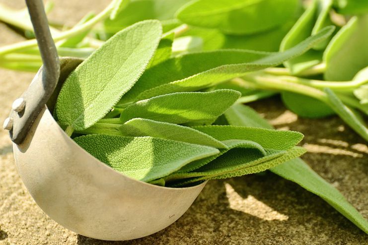 Sage to treat Chlamydia