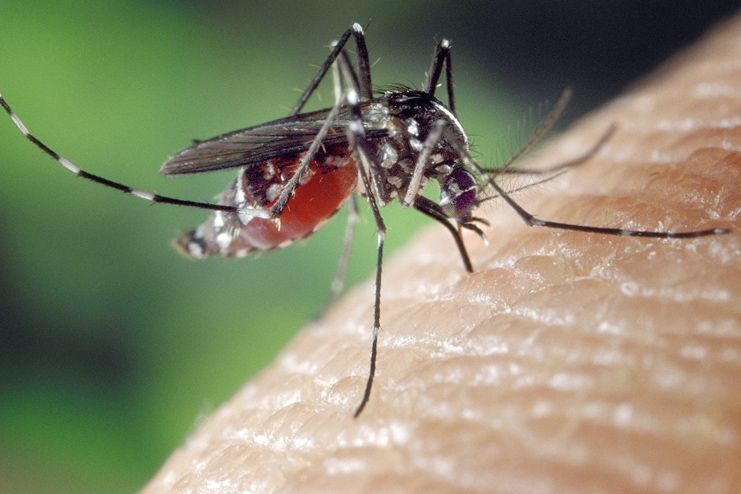 What are the causes of Malaria