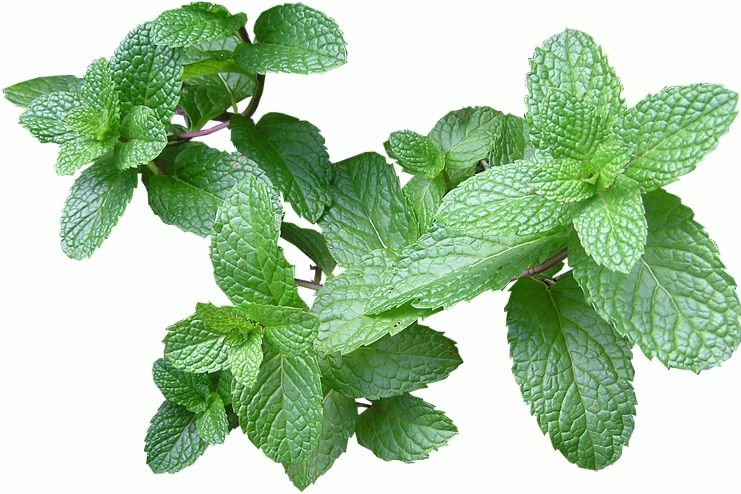 Mint Leaves to get rid of flatulence