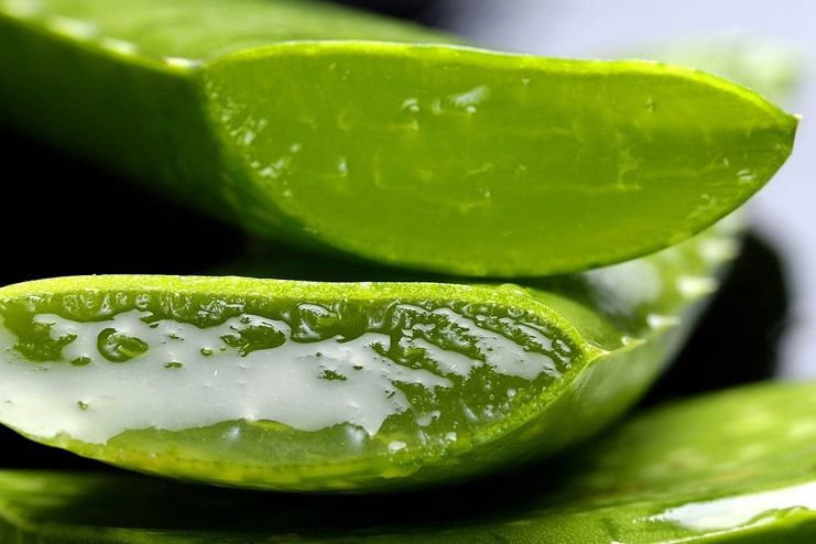 Aloe Vera for Varicose Veins