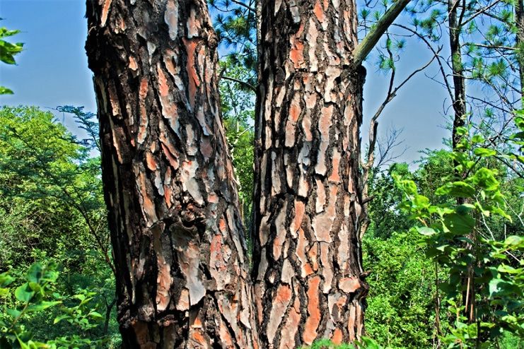 Pine Tree Bark for Varicose Veins