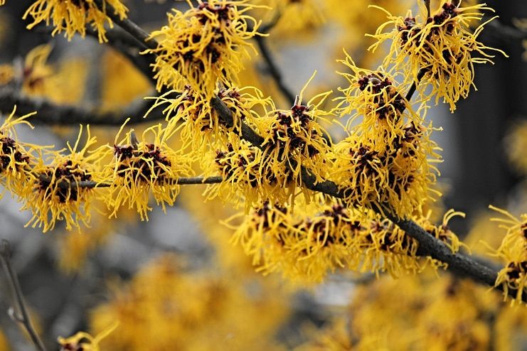 Witch Hazel for Varicose Veins