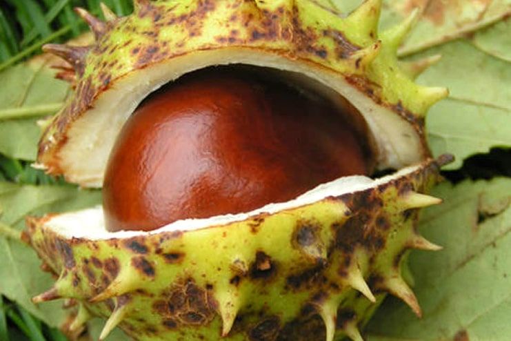 Horse Chestnut Seeds for Varicose Veins