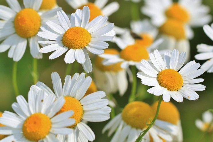 Chamomile for Dehydration